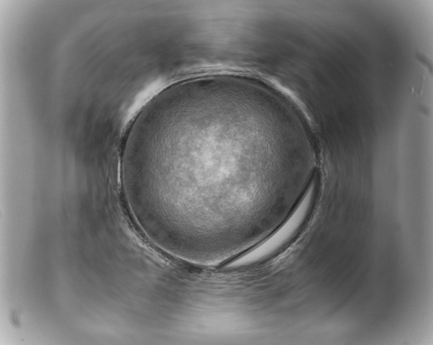 X0000099531365200805301431