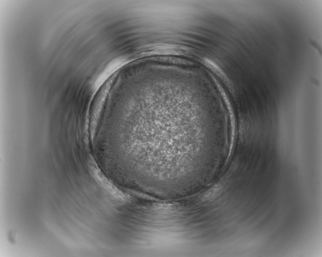 X0000099531378200805301431