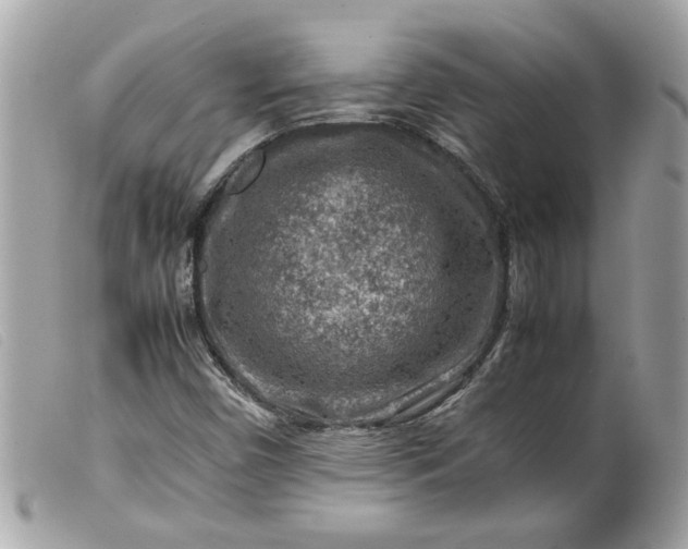 X0000099531450200805301430