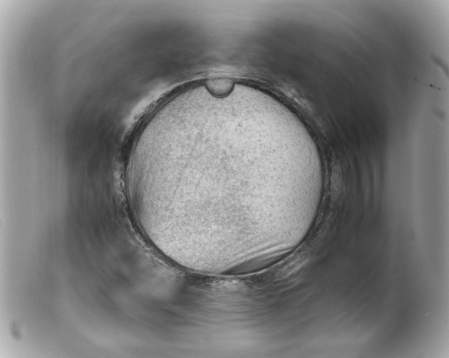 X0000099531454200805301429