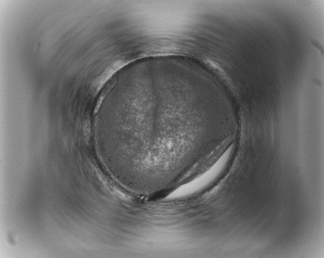X0000099531457200805301429