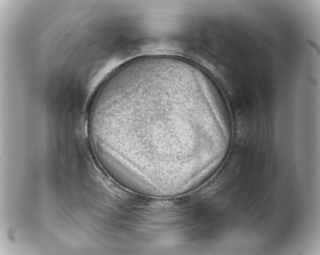 X0000099531462200805301429