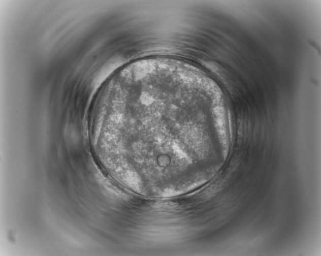 X0000099531466200805301429