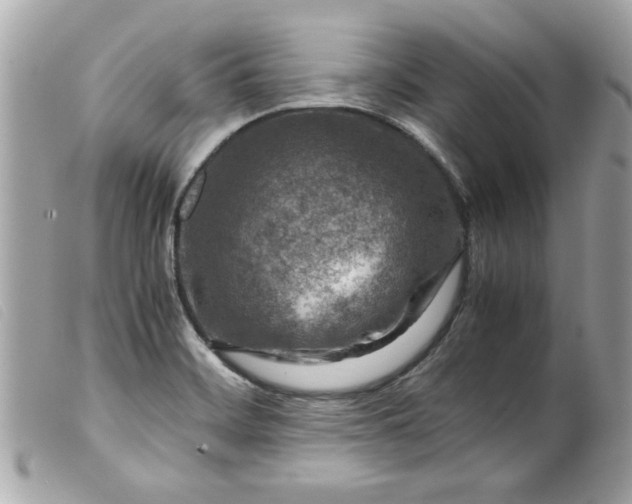 X0000099531468200805301429