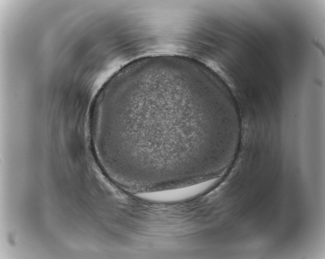 X0000099531469200805301429
