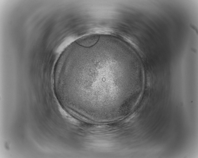 X0000099531471200805301429