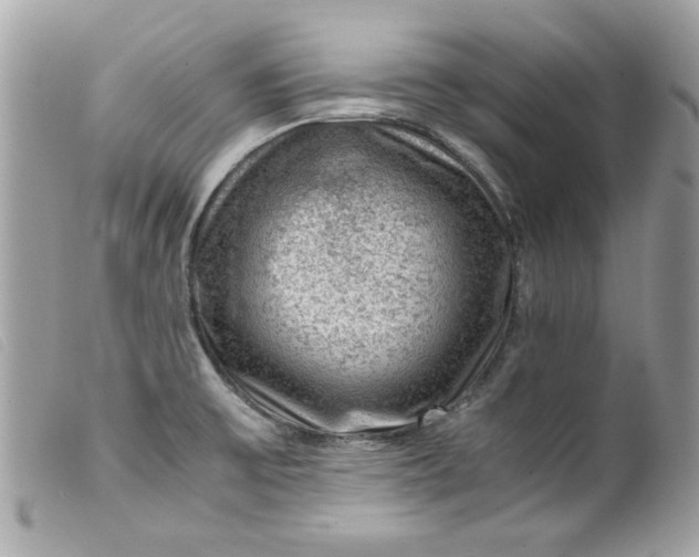 X0000099531475200805301429