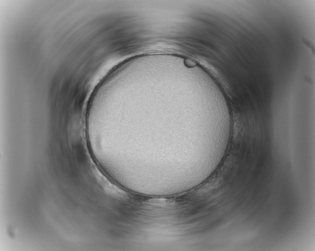 X0000099531478200805301429