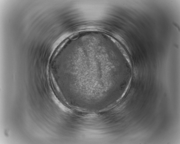 X0000099531482200805301429