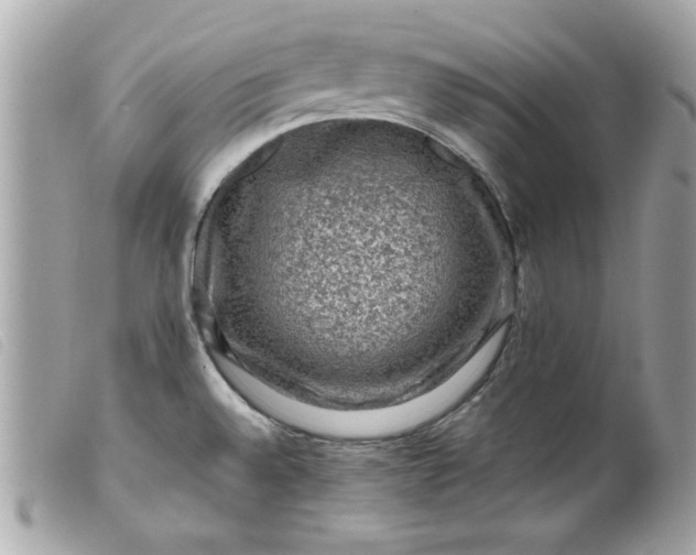 X0000099531528200805301429
