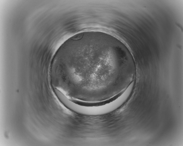 X0000099531533200805301429