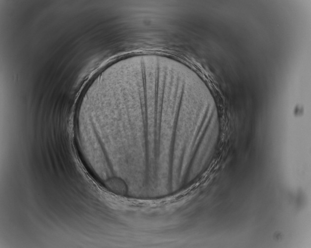 X0000099530002200806061442