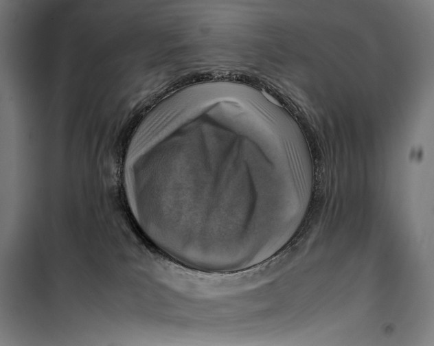 X0000099530039200806061442