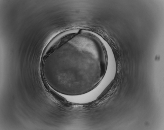 X0000099530052200806061441