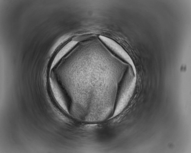 X0000099530054200806061441