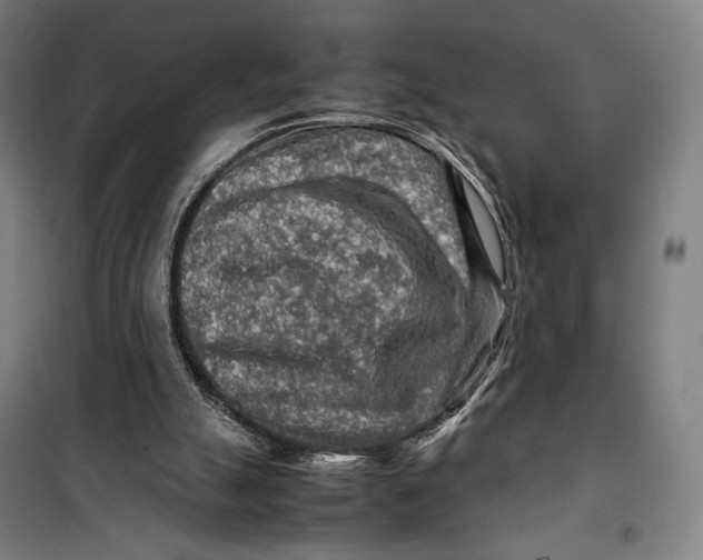 X0000099530055200806061441