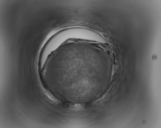 X0000099530056200806061441