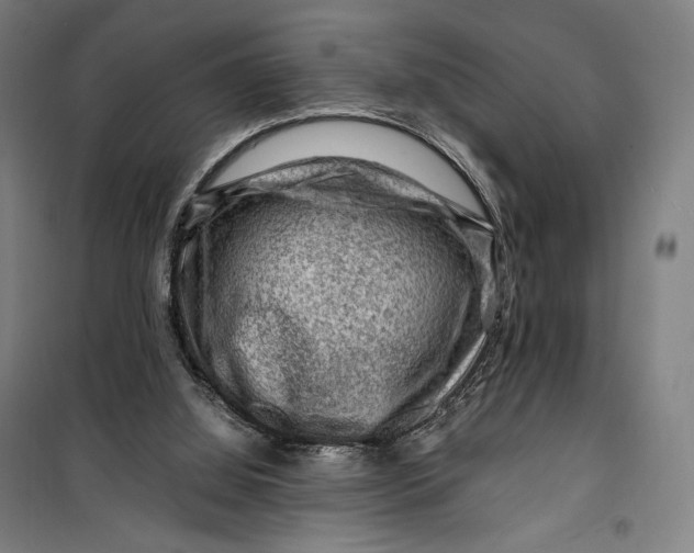 X0000099530060200806061441