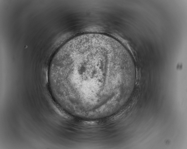 X0000099530061200806061441