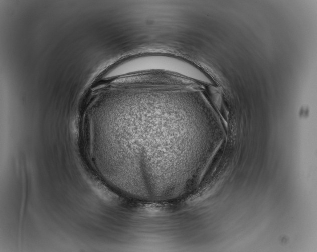 X0000099530064200806061441