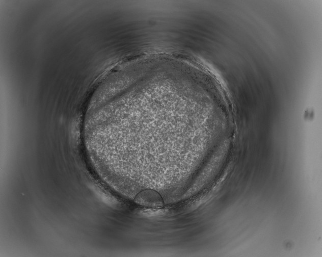 X0000099530065200806061441