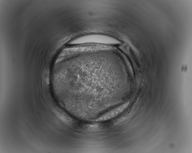 X0000099530068200806061441