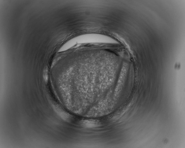 X0000099530069200806061441