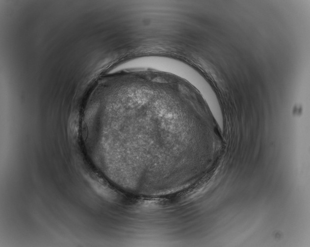 X0000099530072200806061441