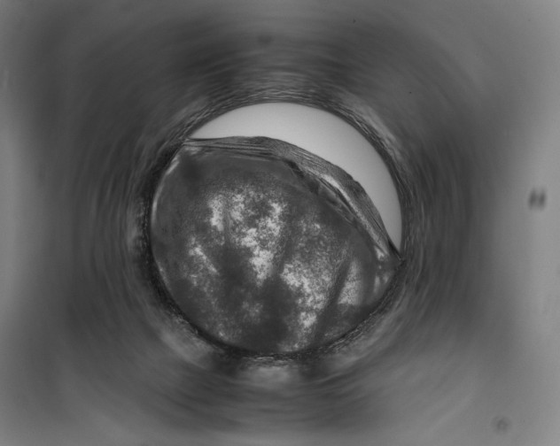 X0000099530073200806061441