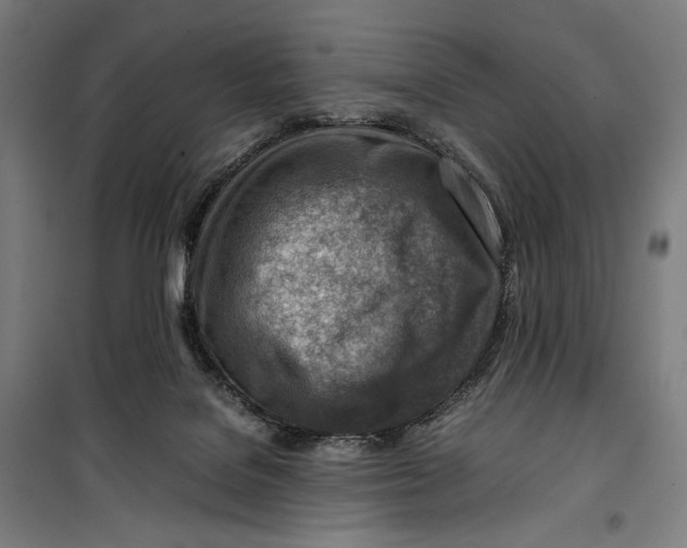 X0000099530076200806061441