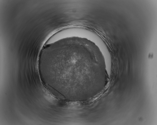 X0000099530100200806061441