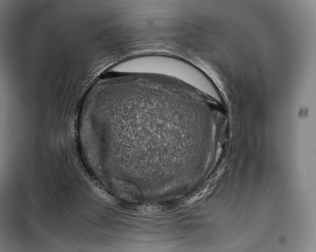 X0000099530105200806061441