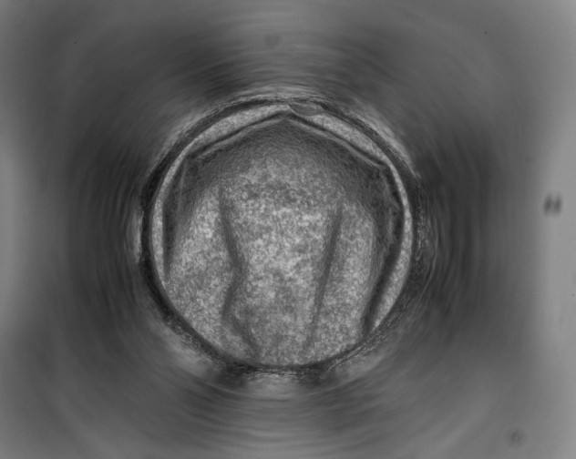 X0000099530110200806061441