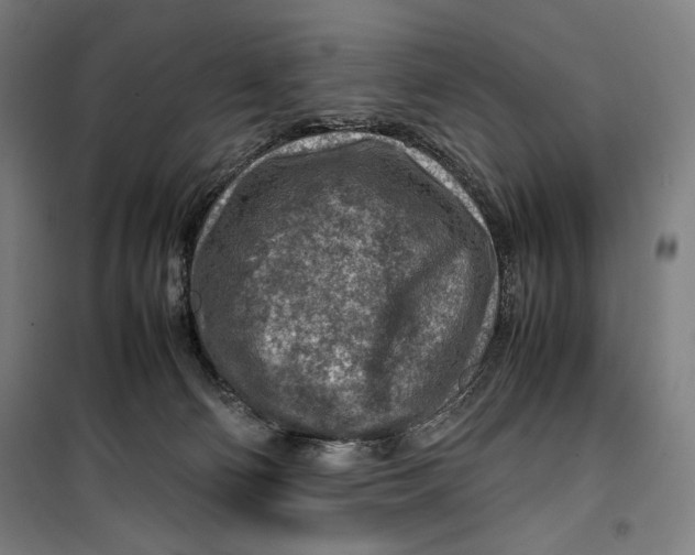 X0000099530130200806061440