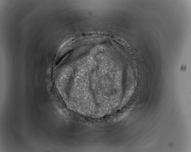 X0000099530144200806061440