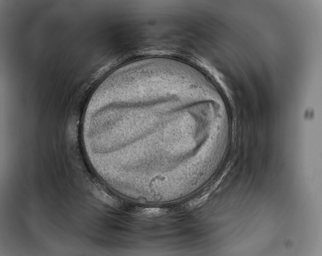 X0000099530153200806061439