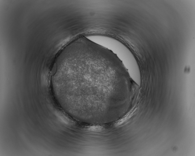 X0000099530168200806061440