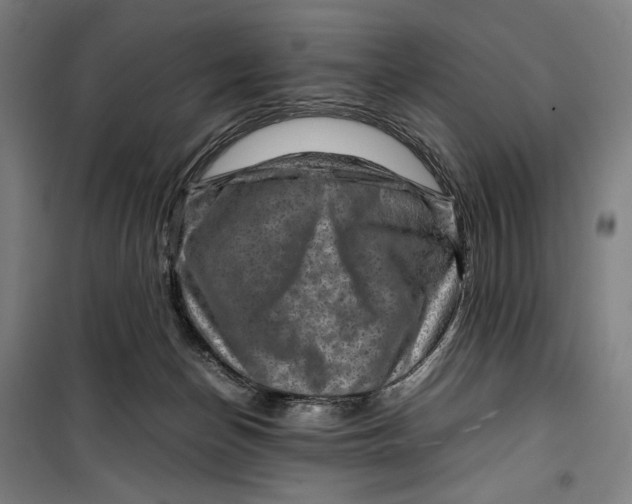 X0000099530174200806061440