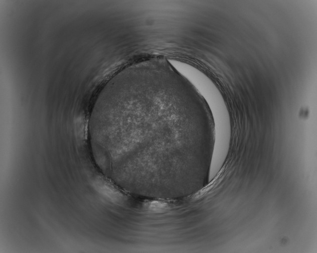 X0000099530180200806061440