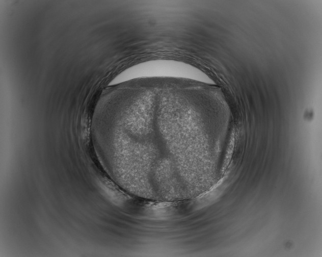 X0000099530186200806061440