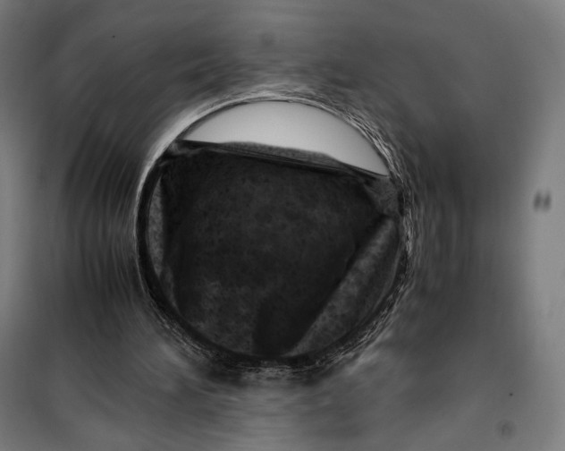 X0000099530196200806061439