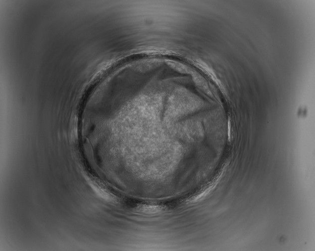 X0000099530205200806061439