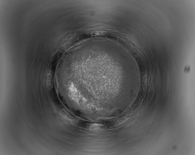 X0000099530222200806061439