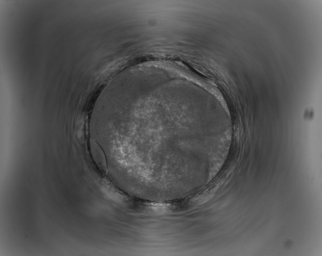 X0000099530233200806061439