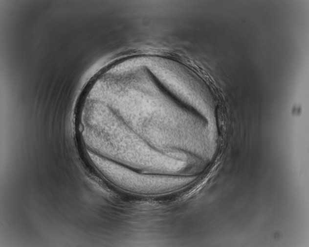 X0000099530246200806061438