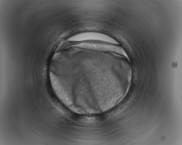 X0000099530260200806061438