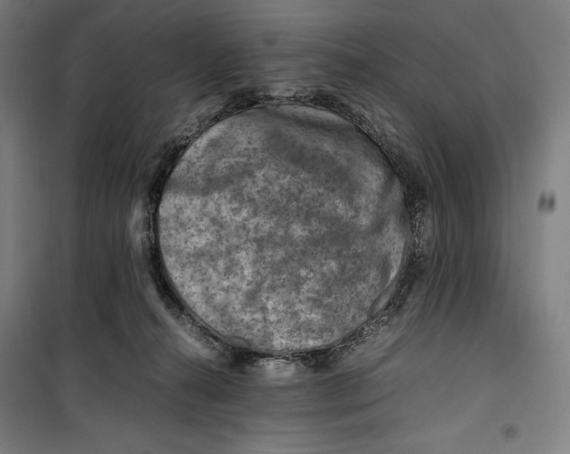 X0000099530272200806061438