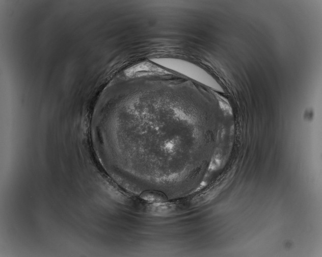 X0000099530277200806061438