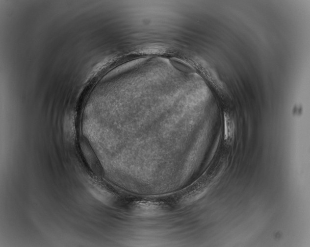 X0000099530300200806061438