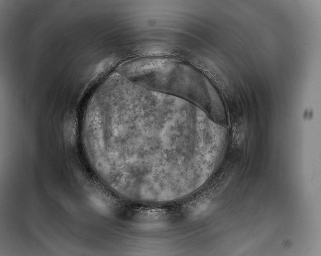 X0000099530304200806061438